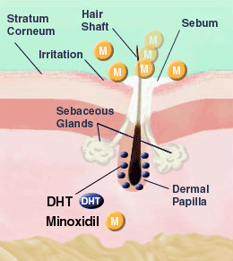 does_rogaine_minoxidil_work.gif